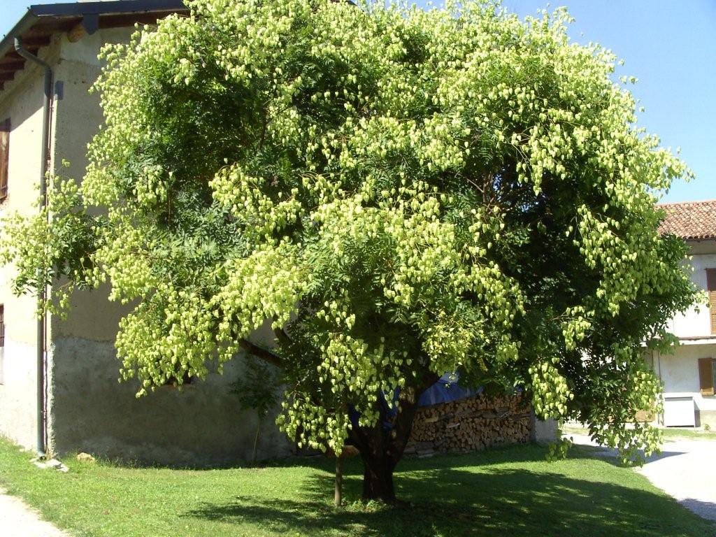 Koelreuteria paniculata